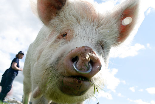 coast-country-piercings-for-pigs-can-prevent-rooting