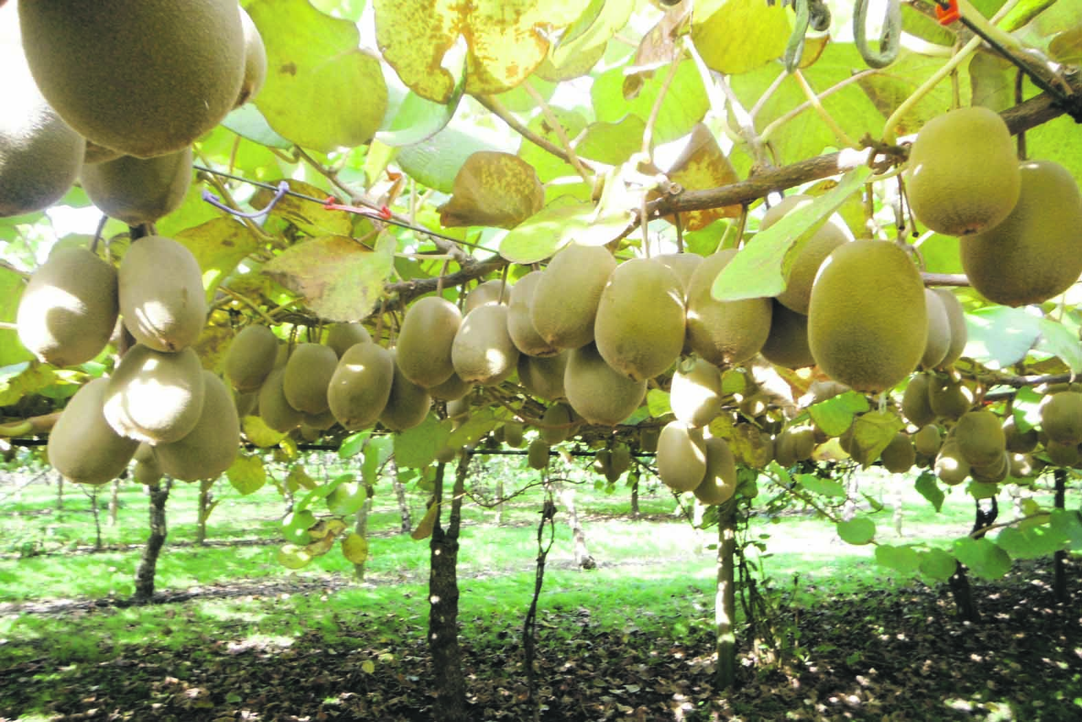 Coast & Country Pay cuts for kiwifruit growers