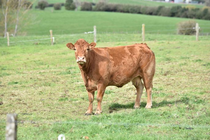 Coast & Country - Rumps are trumps for Cambridge Limousin beef breed