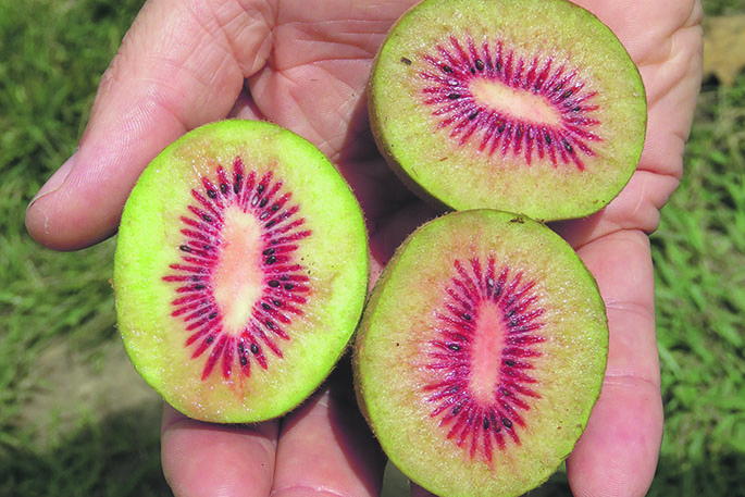 Coast & Country - Red kiwifruit supply chain test a first