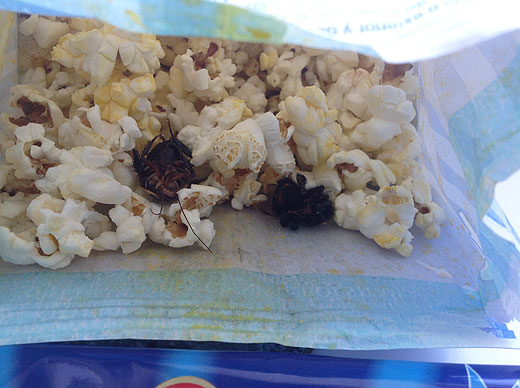 SunLive - Popcorn bugs are 'local' - The Bay's News First