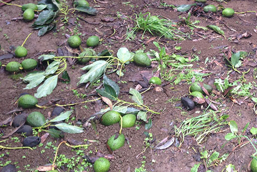 SunLive - Avocado growers assess damage - The Bay's News First