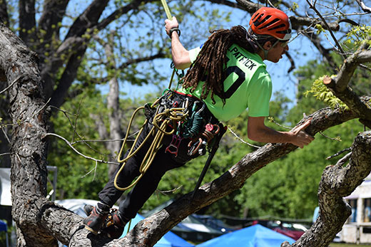 SunLive Tauranga tree climber’s championship win The