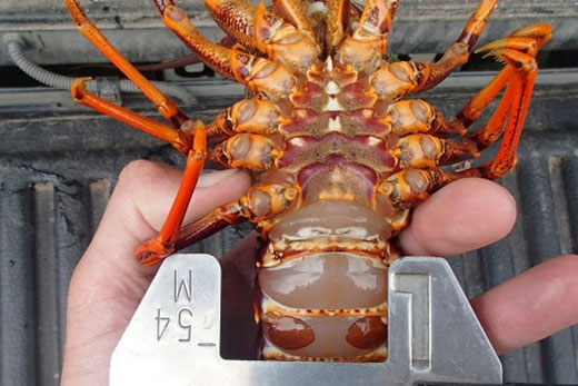 SunLive - Fined for undersized lobster - The Bay's News First