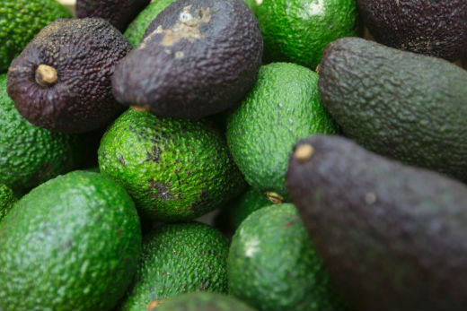 SunLive - Bumper avocado crop expected - The Bay's News First