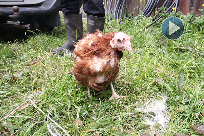 Sunlive Free As A Bird Rescuing Battery Hens The Bay S News First 4 Comments