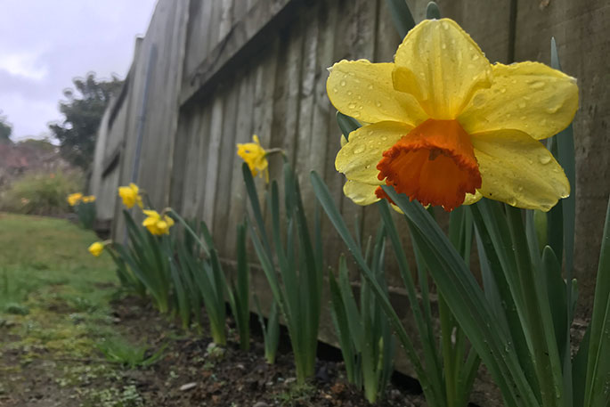 Photo of SunLive – Daffodil Day Street Group est de retour en ligne