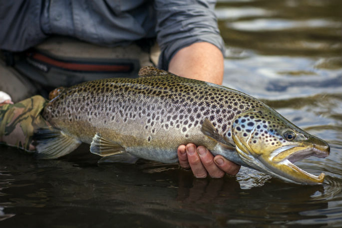 SunLive - The importance of proper trout handling - The Bay's News First