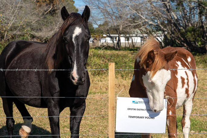 SunLive - Council: You have a week to collect your horses - Vimarsana News