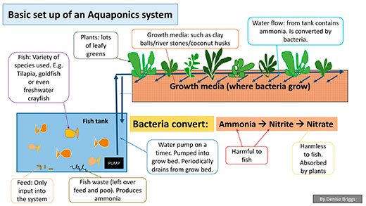 Fish for aquaponics nz Artículos sobre Aquaculture