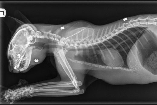 x ray of kitten paw