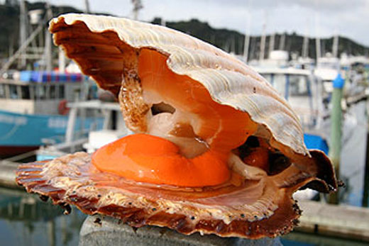 SunLive - Scallop festival tickets on sale now - The Bay's News First