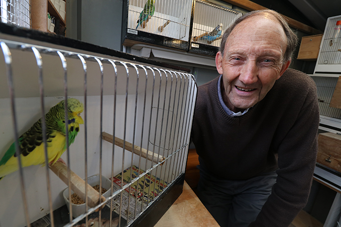 budgie show cages