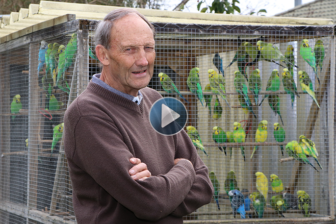 budgerigar show cages