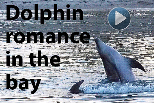 SunLive Sex in the sea The Bay's News First