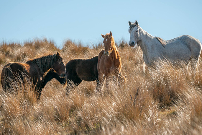 SunLive - Homes urgently required for Kaimanawa wild horses - The Bay's