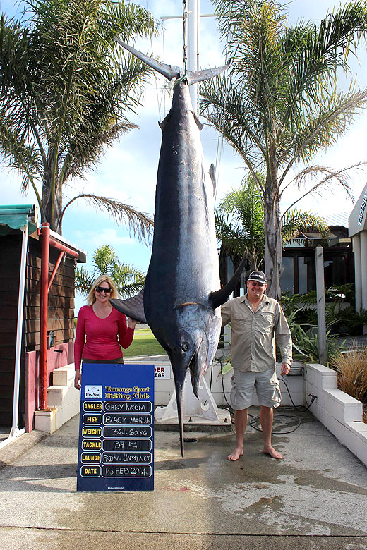 Sunlive - Mega Marlin Caught At Motunau - The Bay's News First