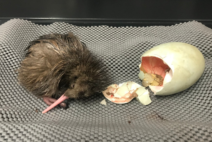 kiwi hatching